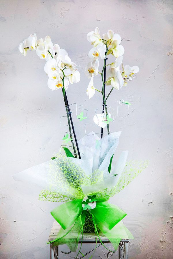 Orquídea blanca con papel de regalo